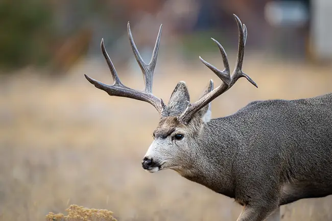 Mule Deer Bug headshot on Elk Wildlife Tour in Rocky Mountain National Park